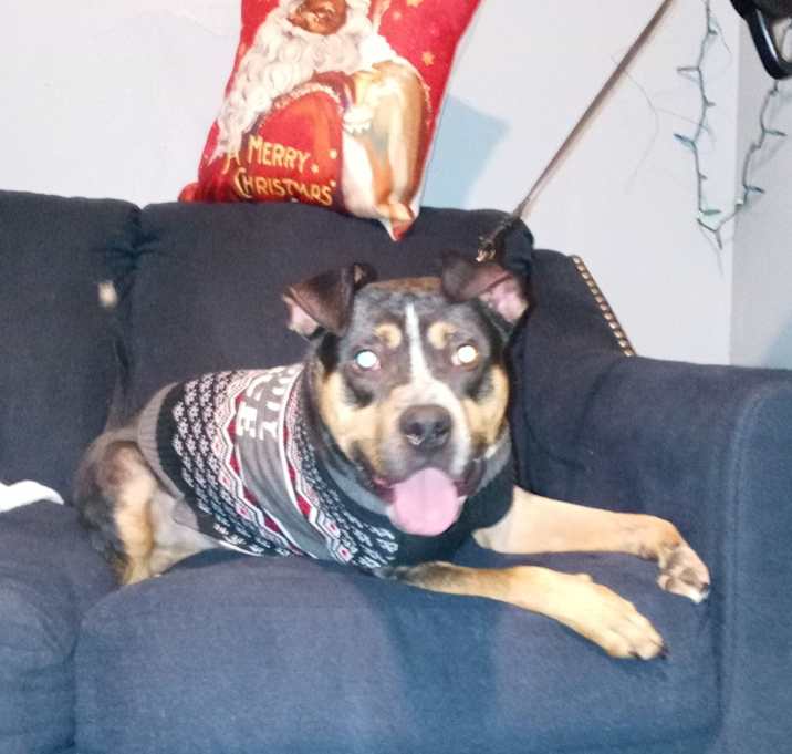 Photo of Roc ( rocky balboa)