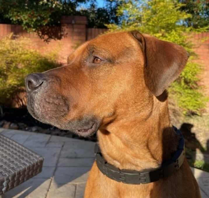Photo of Gypsy