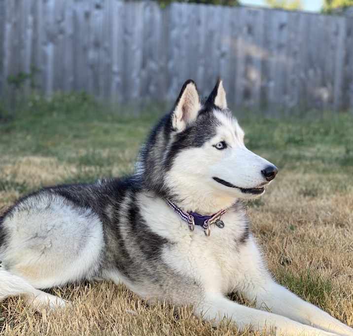 Photo of Rey
