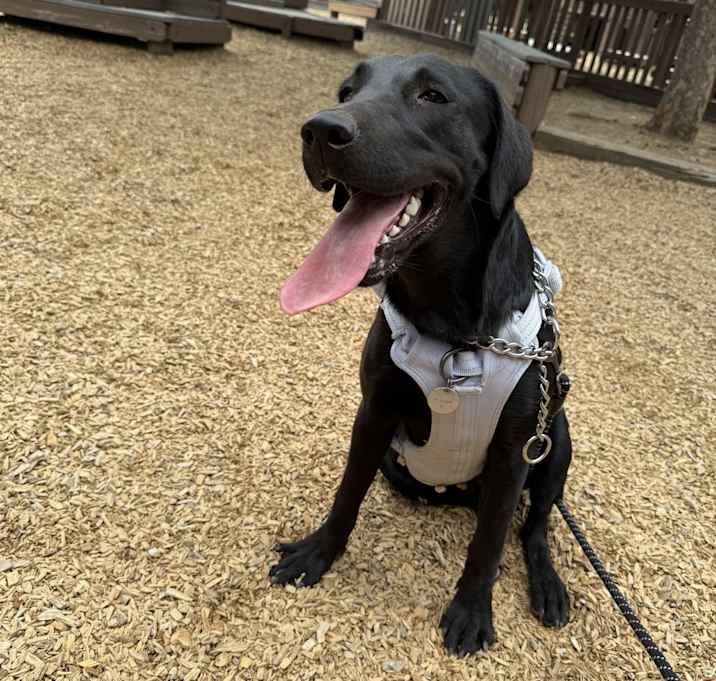 Photo of Daisy