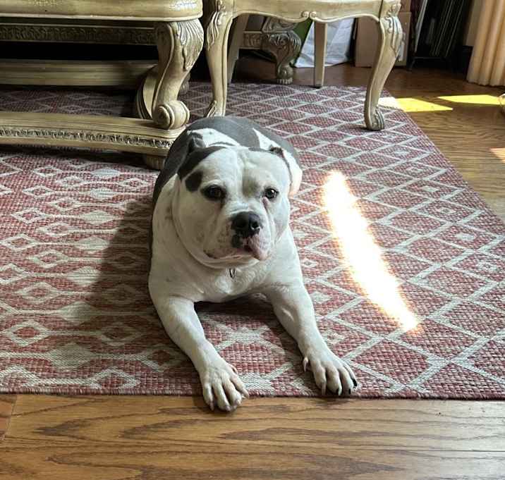 Photo of Bruno