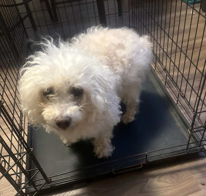 Photo of Tinker