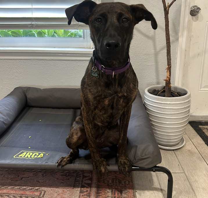 Photo of Dahlia