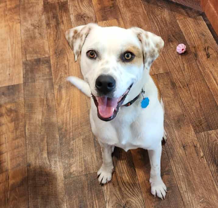 Photo of Hank