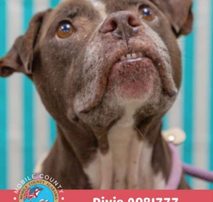 Photo of DIXIE