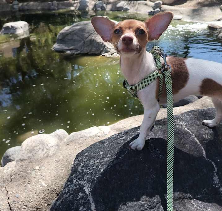 Photo of Daisy