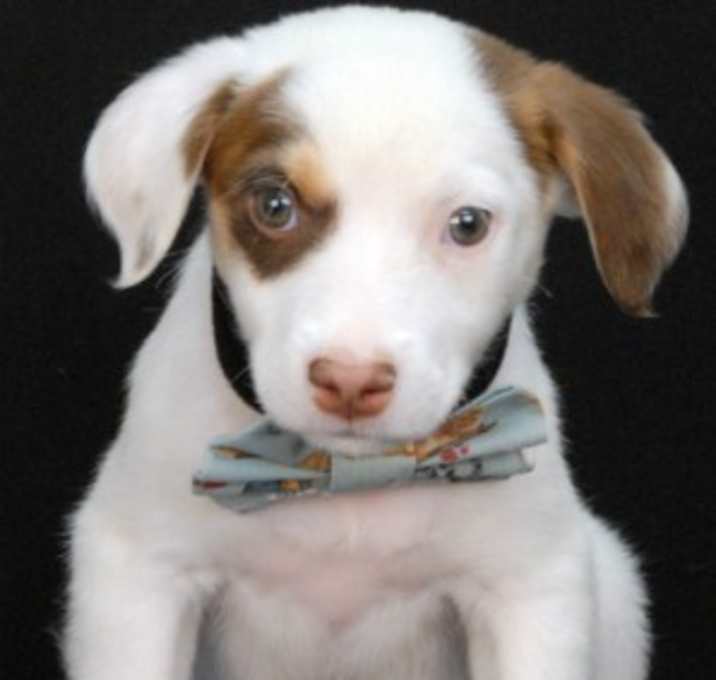 Photo of Jasper