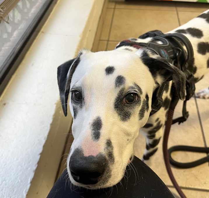 Photo of Juno