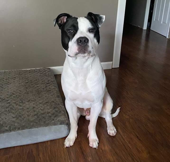Photo of Diesel