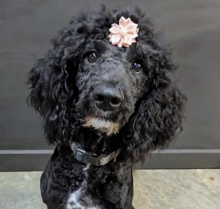 Photo of Bonnie