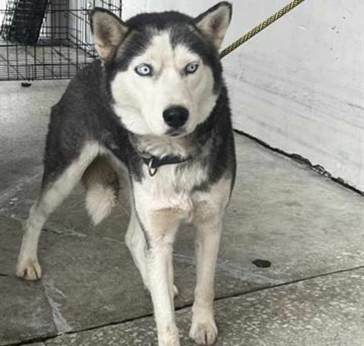 Photo of LOLA