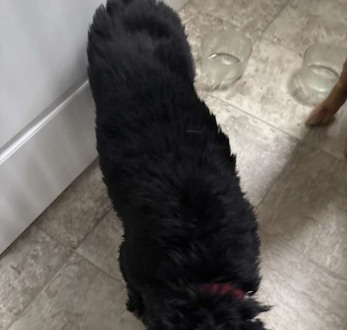 Photo of Junior
