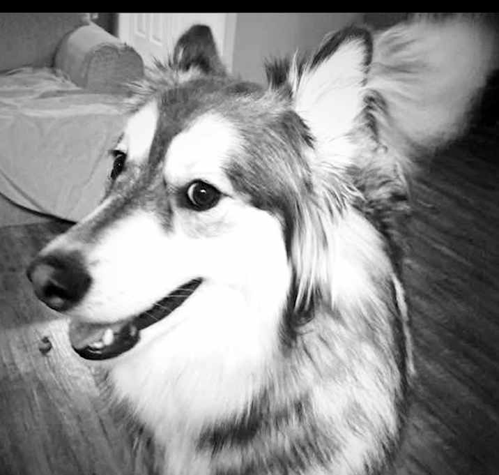 Photo of Stella