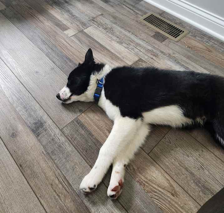 Photo of Rocky