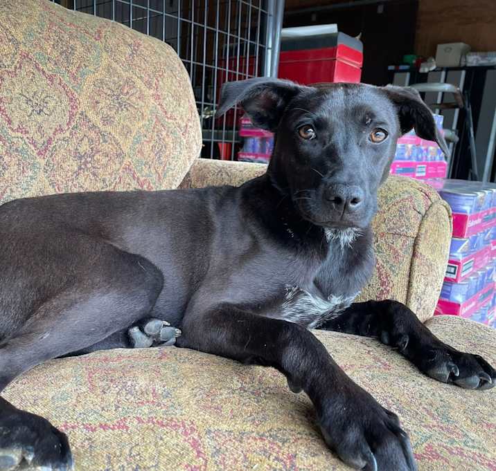 Photo of Dixie