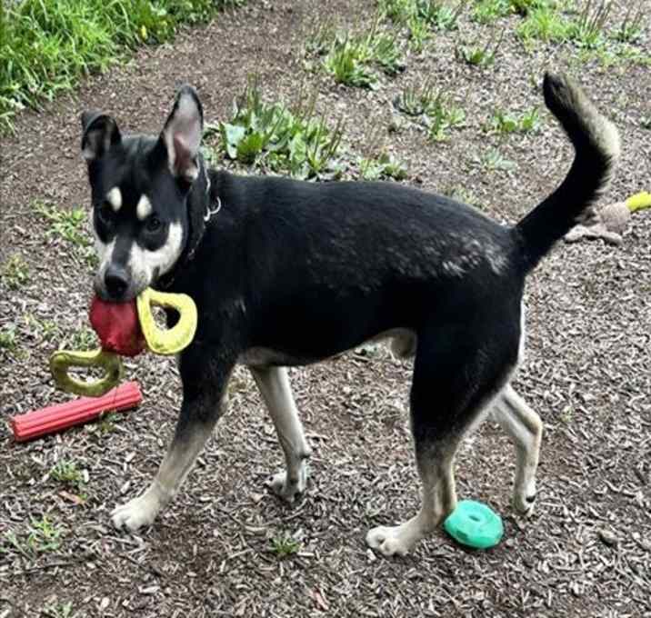 Photo of SCOOTER
