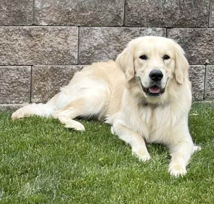 Photo of Archie