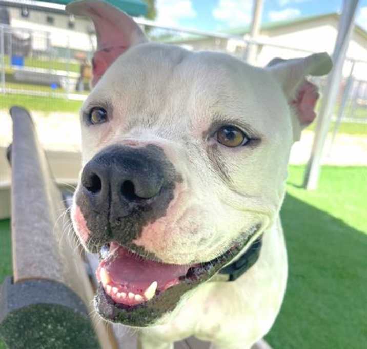 Photo of REGGIE