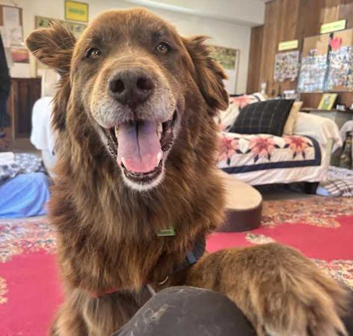 Photo of Koda (Bonded to Nikki)