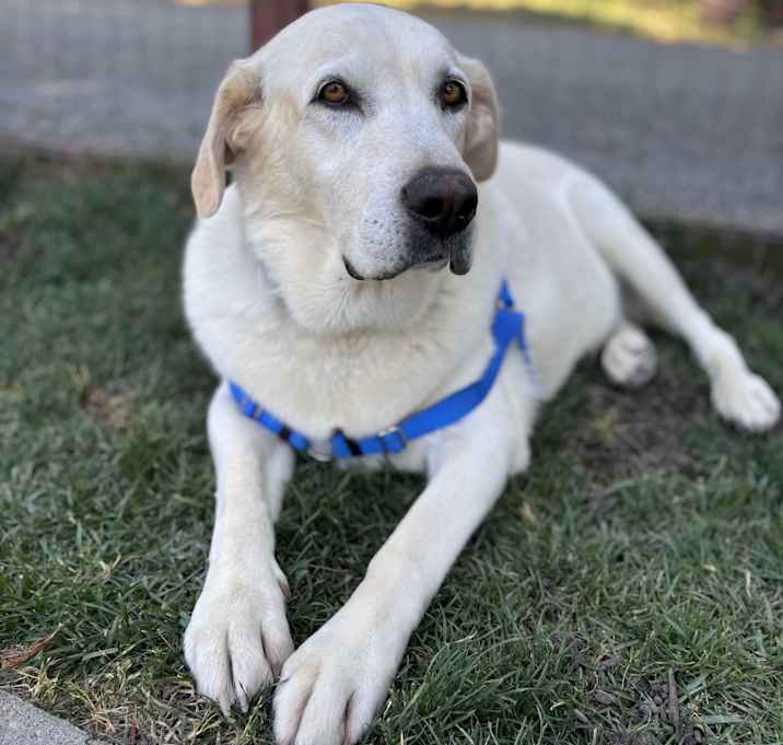 Photo of Nikki (Bonded to Koda)