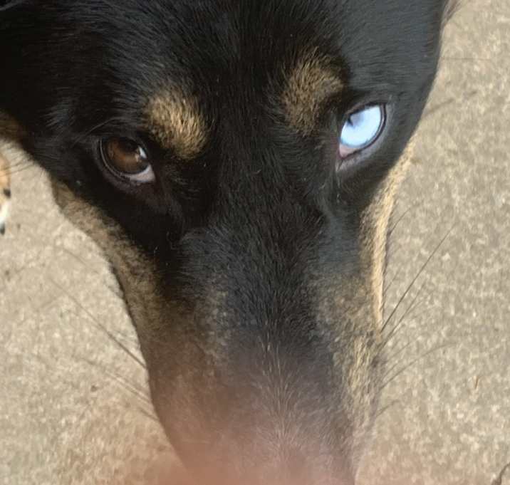 Photo of Kingsley