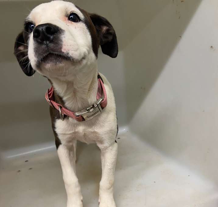 Photo of Pearl