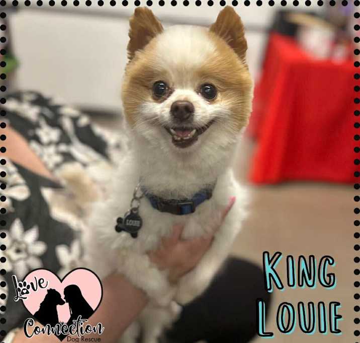 Photo of King Louie