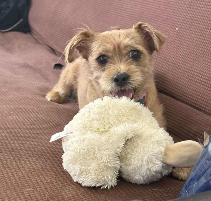 Photo of Lola