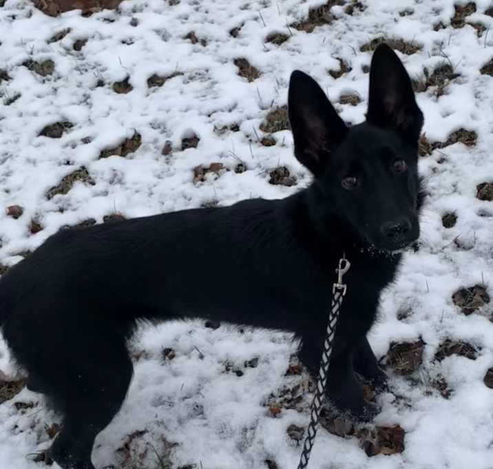 Photo of Nova