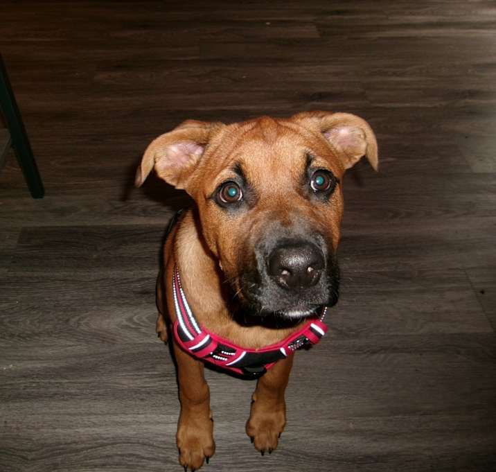 Photo of Bear