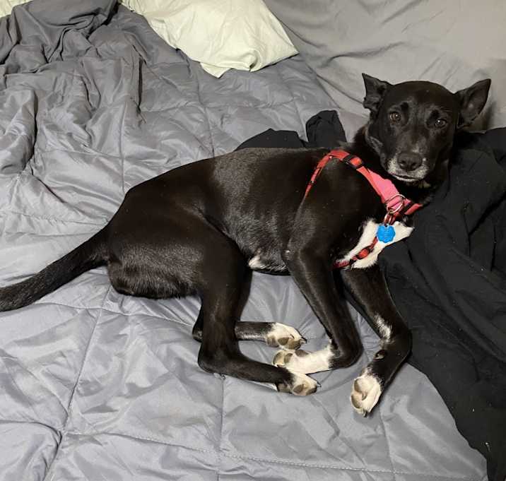Photo of Shadie