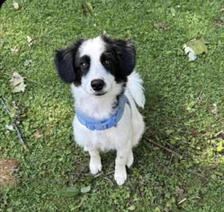 Photo of Bandit