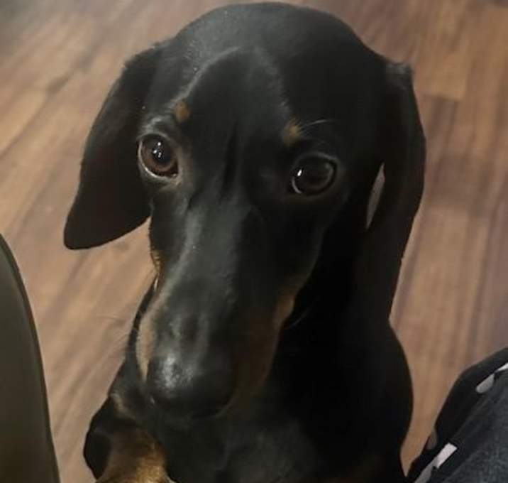 Photo of Rocky  -  Las Vegas
