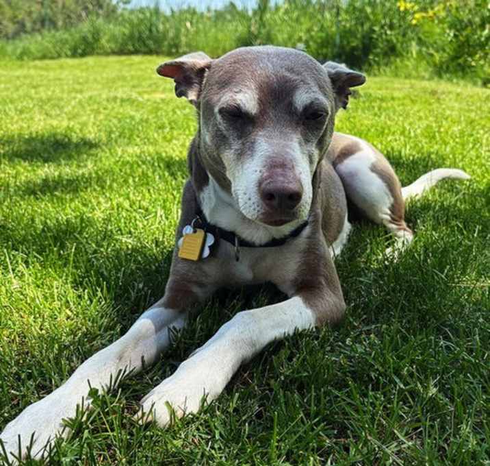 Photo of Taffy (WA)