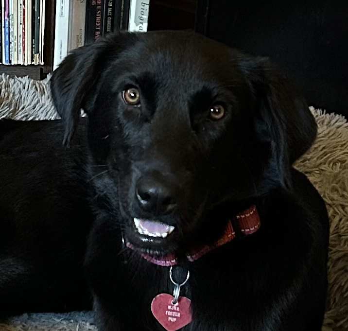 Photo of Phoenix