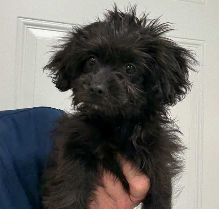 Photo of Raven