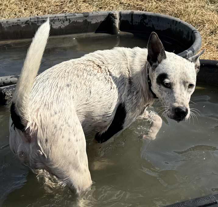 Photo of Jitterbug