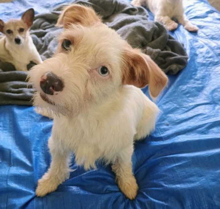 Photo of Louie