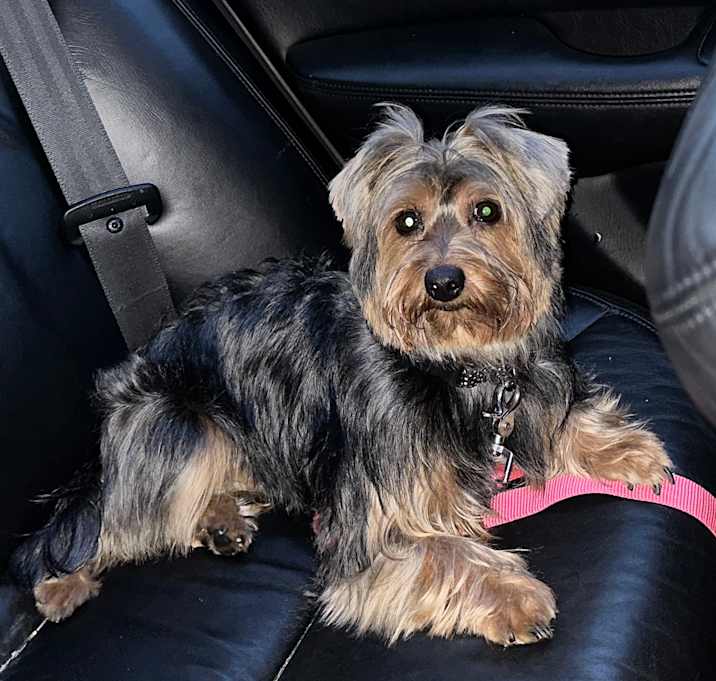 Photo of Precious