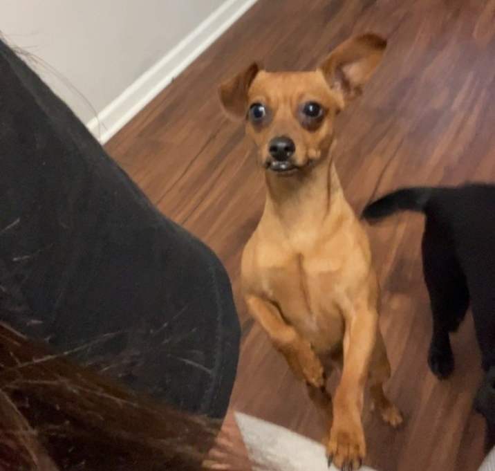 Photo of Ace