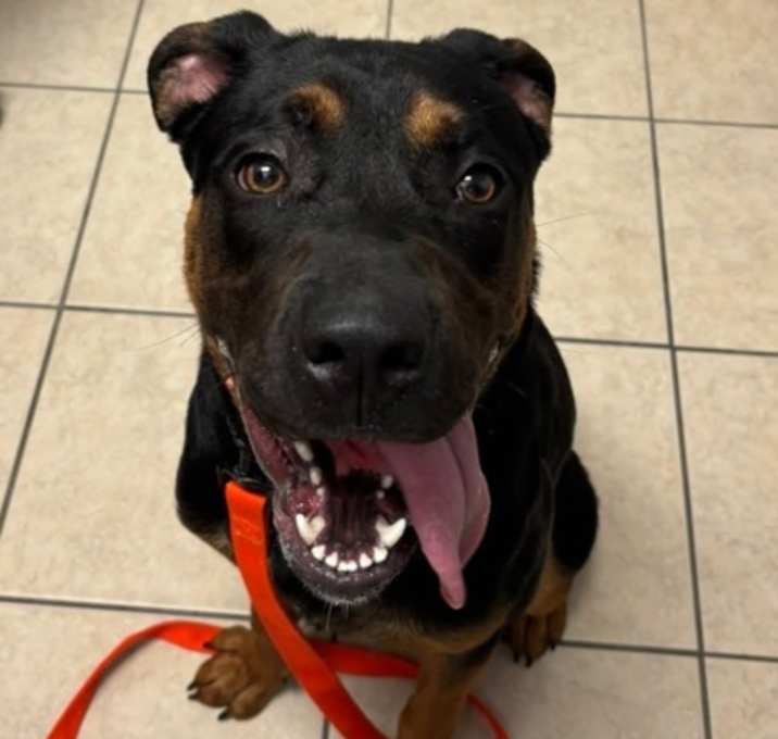 Photo of Bruiser