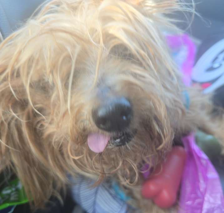 Photo of Gizmo