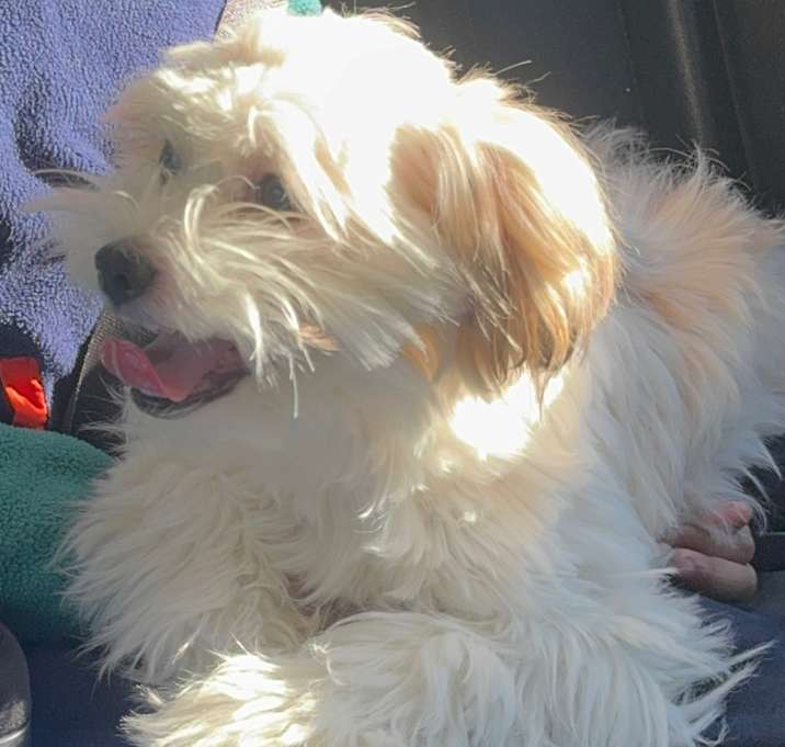 Photo of CoCo