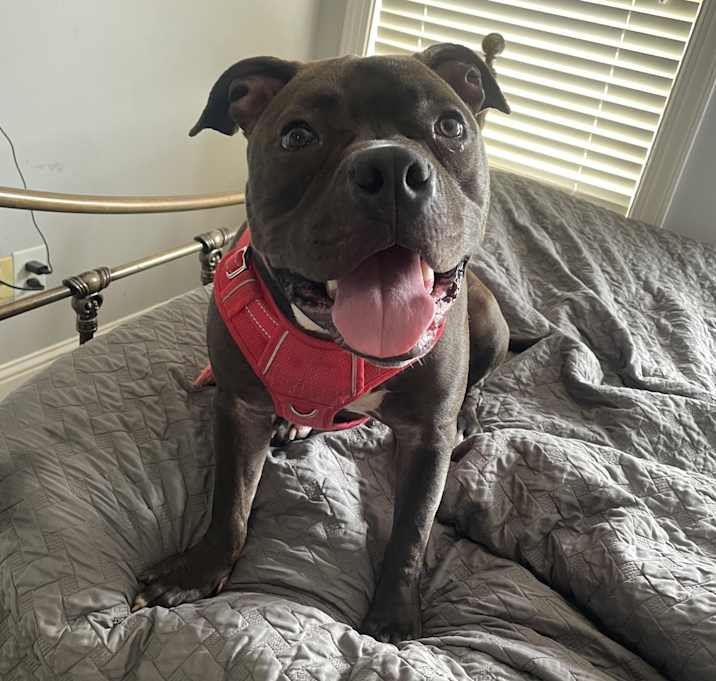 Photo of Mako
