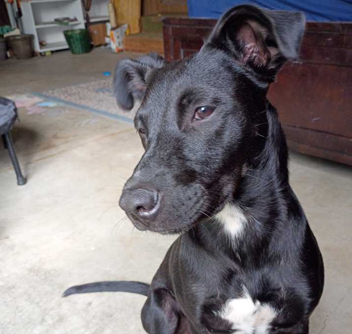 Photo of Sadie