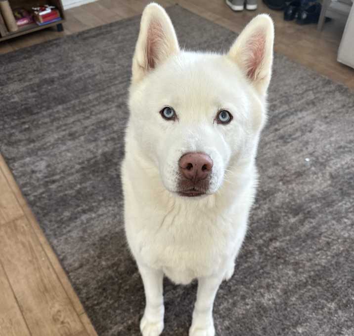 Photo of Whiskey