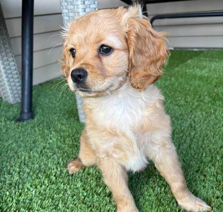 Photo of Havarti