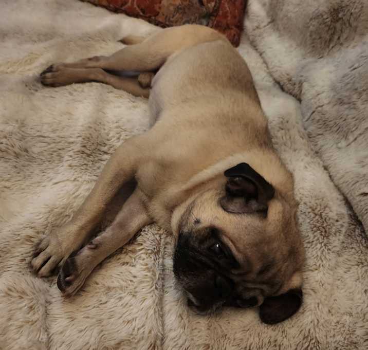 Photo of Pokey