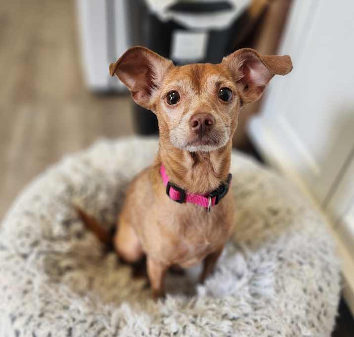 Photo of Ruby