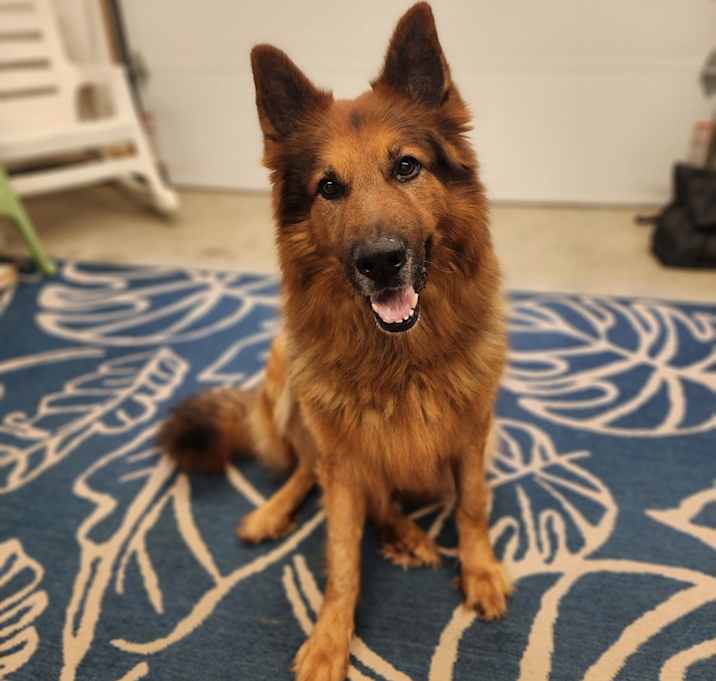 Photo of Grizzly